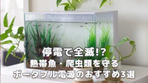 熱帯魚・爬虫類を守るポータブル電源おすすめ