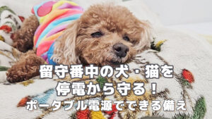 サムネ　留守番中の犬・猫を停電から守る！