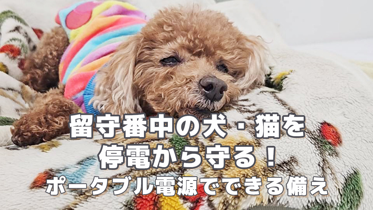 サムネ　留守番中の犬・猫を停電から守る！