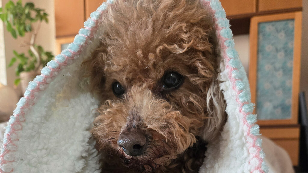 留守番中の犬・猫を守るポータブル電源の選び方